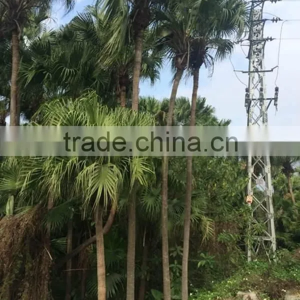 Palm Trees Livistona Chinensis (Jacq.) R. Br photo-5