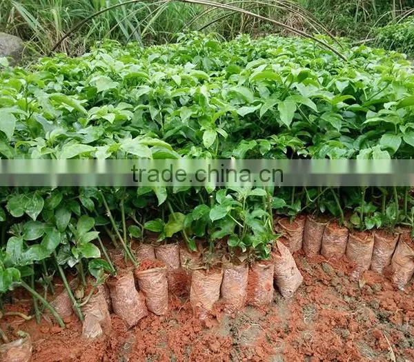 Passion Fruit Tree Seedling photo-4