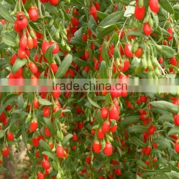Polysacchrides 20%-90% Wolfberry Extrat/Goji Berry Extract/ Goji Berry Powder Extract photo-2