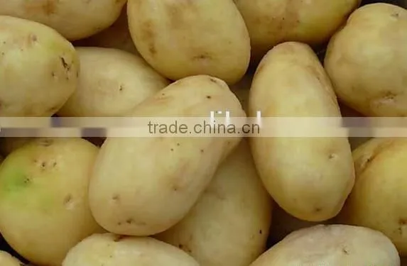 Potato Washing Peeling Prodcution Line Processing Line photo-3