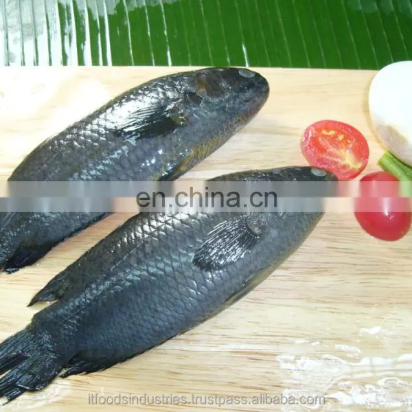 Frozen Common Climbing Perch-Koi (Anabas Testudineus) photo-2