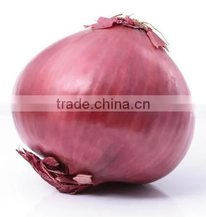 Electric Fresh Onion Skin Peeling Machine|Commercial Onion Peel Removing Machine photo-3