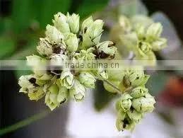 Oregano Oil (Origanum Vulgare) photo-3