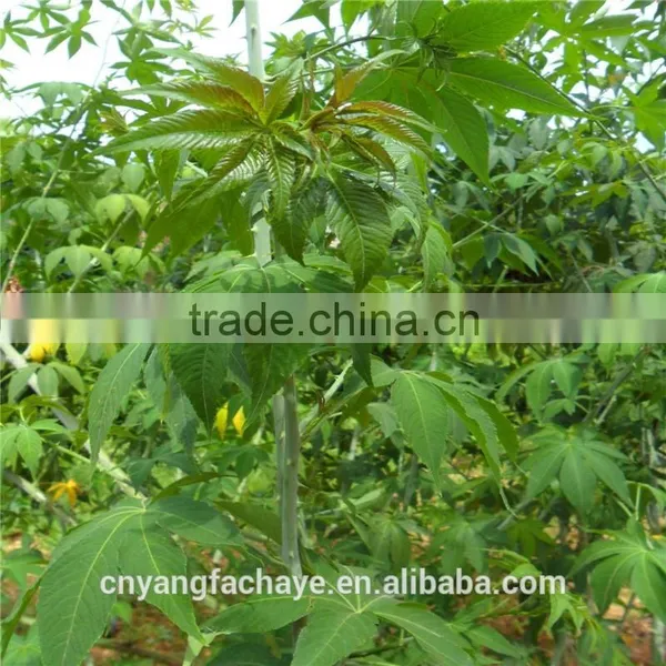 Chinese Organic Green Tea Chinese Tea