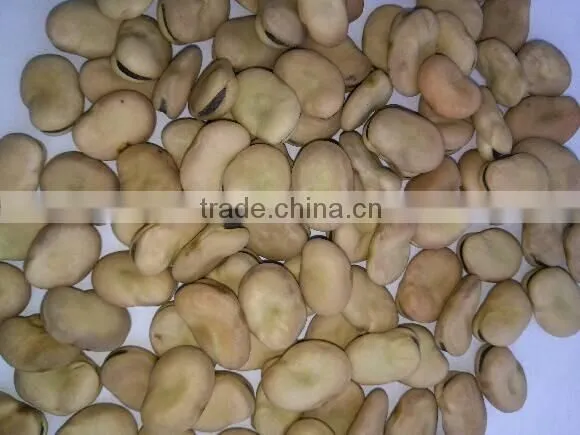 2016 Broad Beans for Cannery Fava Beans Price Faba Bean Wholesale photo-4