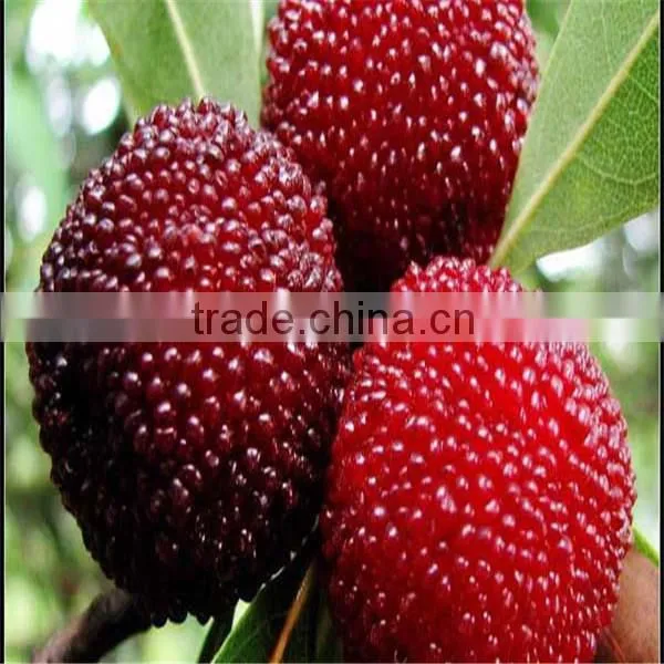 Yang Mei Top Grade Fruit Crops Bayberry Seeds For Sale photo-2