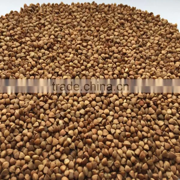 2016- New Crop Roasted Buckwheat Kernel photo-2