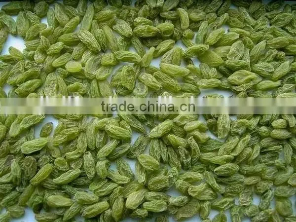 High Quality Green Raisin From China photo-6