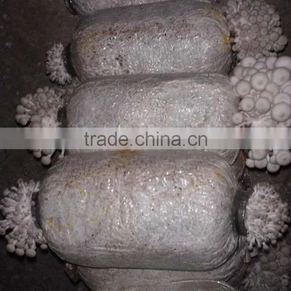 Electric Can Use Different Bags Mushroom Cultivation Machine +8618637188608 photo-2