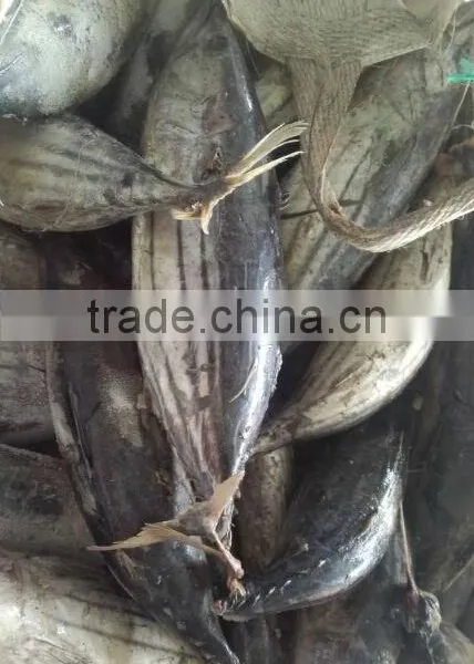 Frozen Skipjack/sikpjack Tuna photo-2