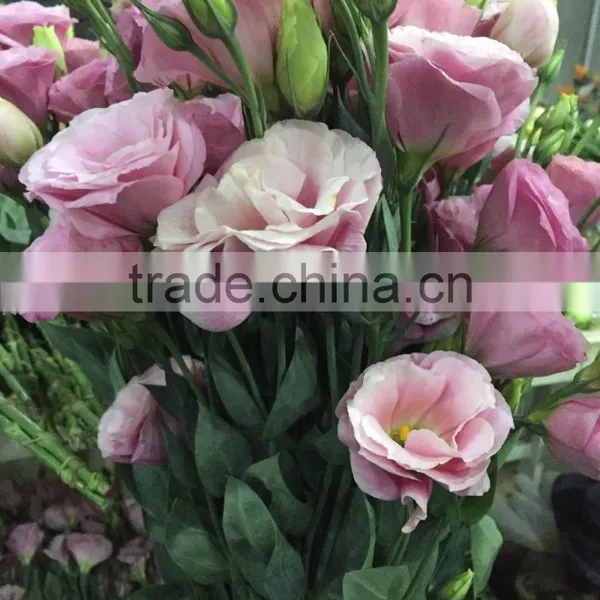 Good Quality Pink Eustoma Cut Fresh Flowers For Mother's Day photo-6