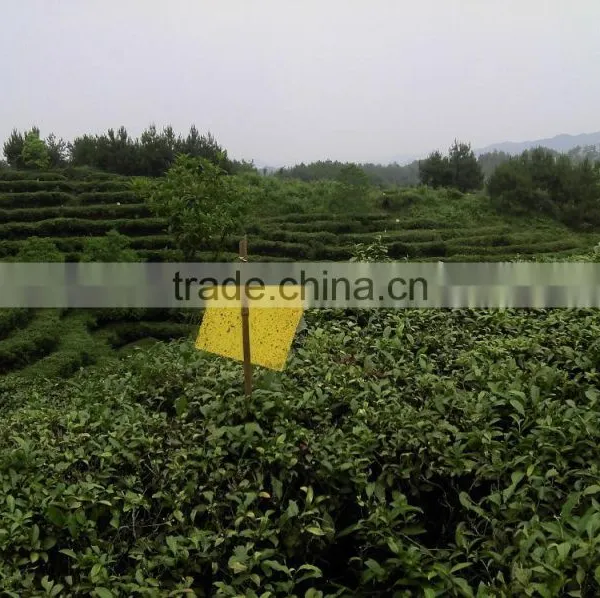 EU Standard Chunmee Green Tea 9369 photo-4