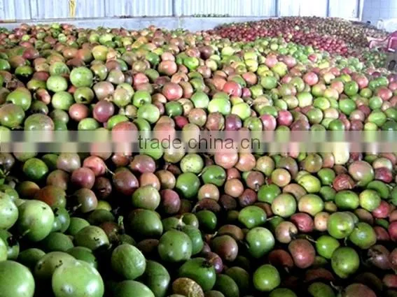 Vietnam Fresh Passion Fruit/Whole Frozen Passion Fruit/Organic Fresh Passion Freuit photo-2