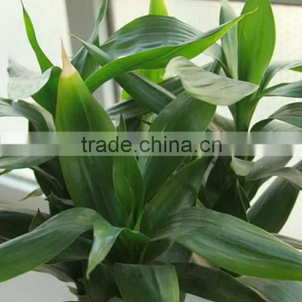 High Grade Lucky Bamboo Dracaena Lucky Bamboo