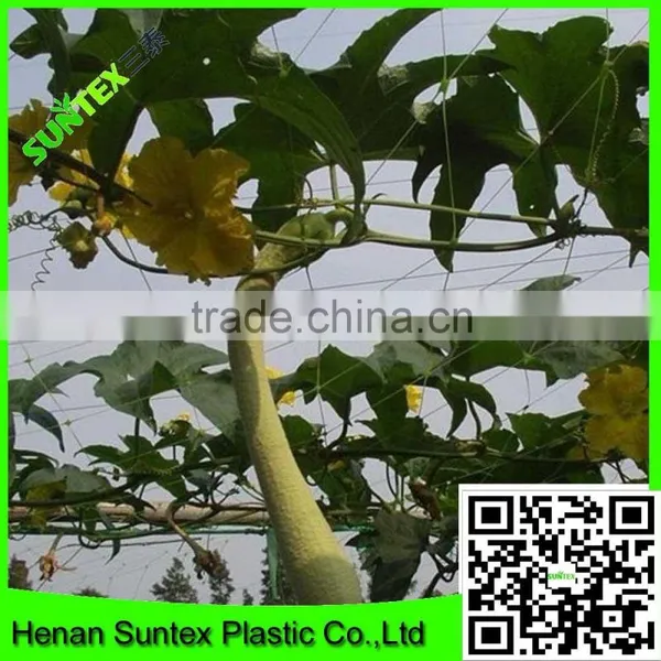 Climbing Mesh for Cucumber Plant or Breeding Bop Stretch Net With Cheap Price photo-2