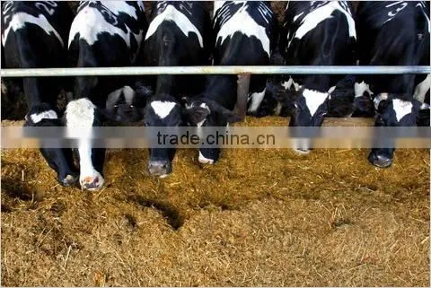 Corn Gluten Meal, Soybean Meal,Feather Meal,Fish Meal,Poultry Meal, Fish Meal