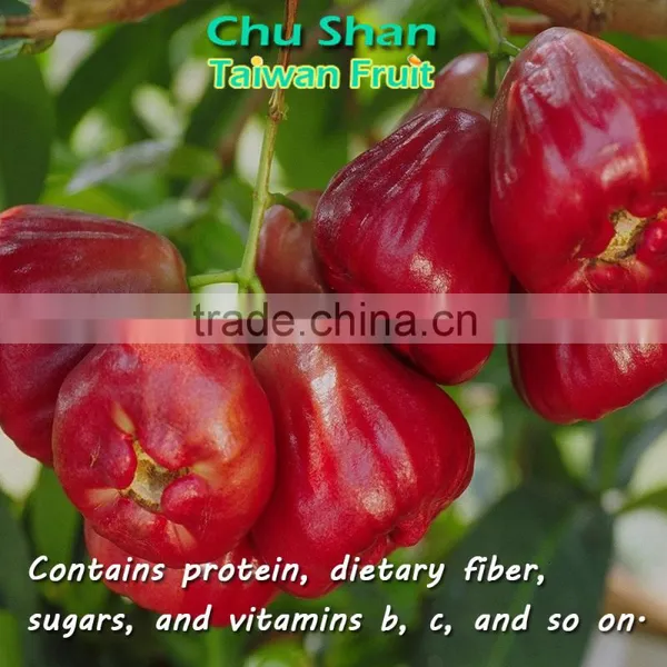Good Quality Wax Apple for Sale photo-3
