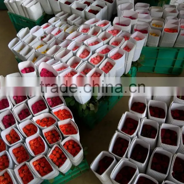 Cut Roses Exporters in India/tajmahal Roses Suppliers photo-5