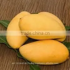 Fresh Mango Exporter In India photo-4
