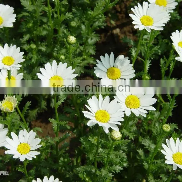 Feverfew Plant Extract