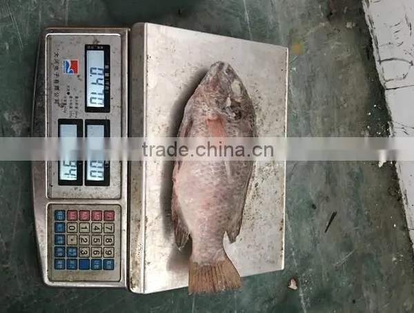 Chinese Factory Price of Frozen Black Tilapia photo-2