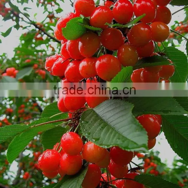 Red Cherry Fruit Tree Seeds for Growing photo-3