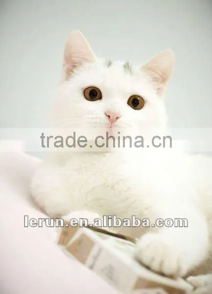 Dog and Cat Food Processing Line