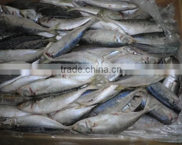 BQF WHOLE ROUND FROZEN HORSE MACKEREL FISH photo-2
