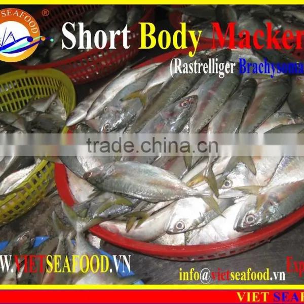 FROZEN SHORT BODY MACKEREL WHOLE ROUND photo-3