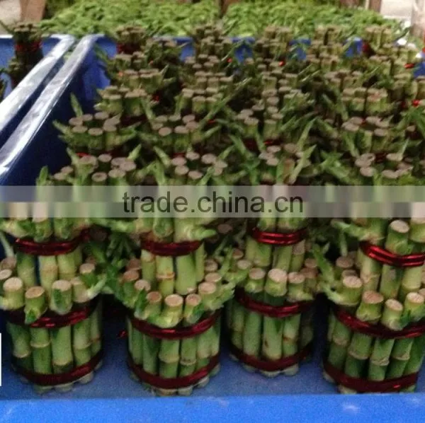 Lucky Bamboo Tower ( 2 Layers) photo-2