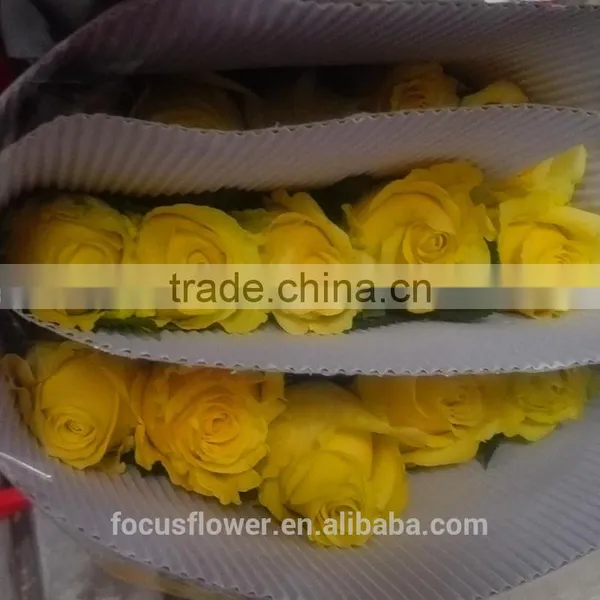 Dubai Fresh Flower Importers Rose Flowers Rare Rose Fresh Anthurium Rose Wholesale All Types of Flowers Wholesale photo-6