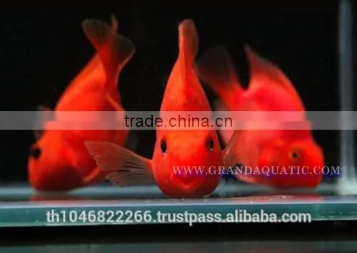 Red Parrot Cichlid Fish Farm For Sale and Export photo-6
