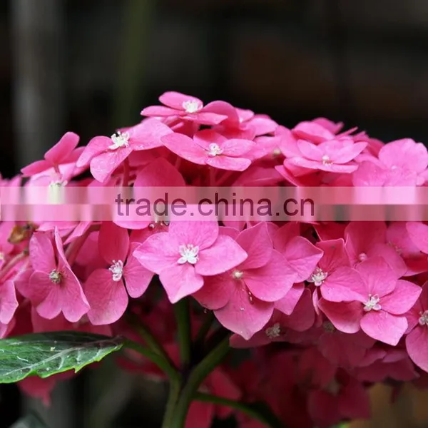 Super Quality Hot Sell Classical Orange Brown Hydrangea photo-3