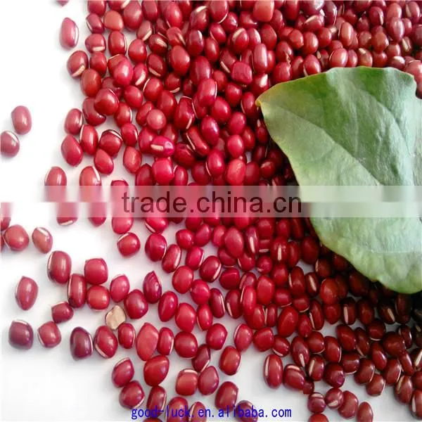High Quality New Crop Azuki Beans photo-3