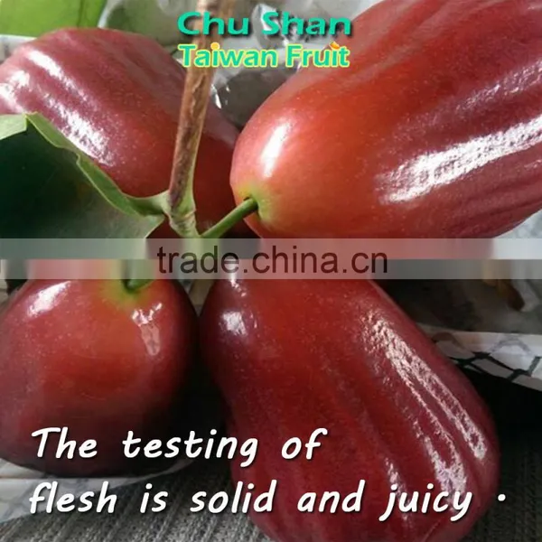 Good Quality Wax Apple for Sale photo-2