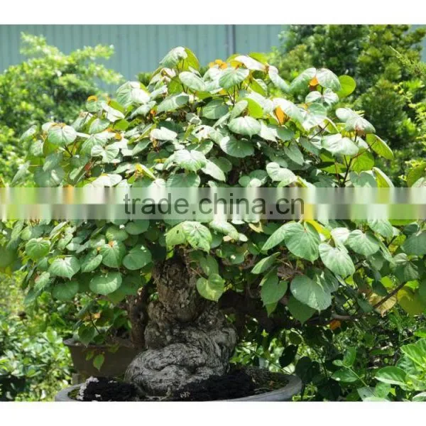 Hibiscus Tiliaceus L. photo-4