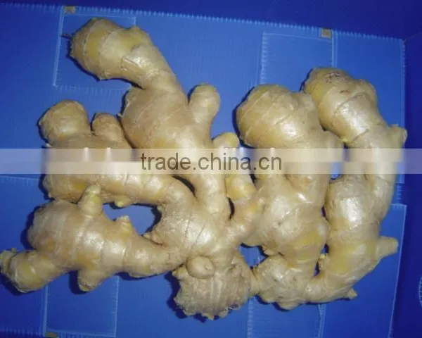 2014Organic Fresh Ginger photo-6