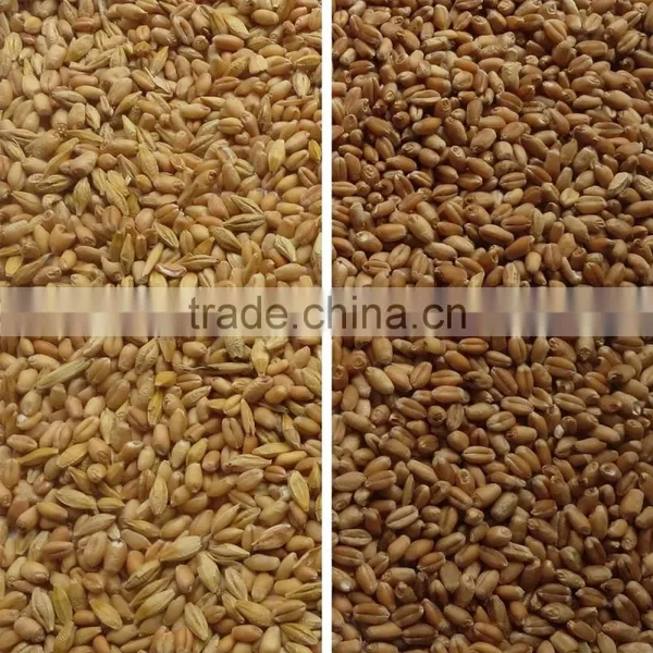 ZRWS High Quality Xinjiang Wheat Color Sorter With Competitive Price photo-3