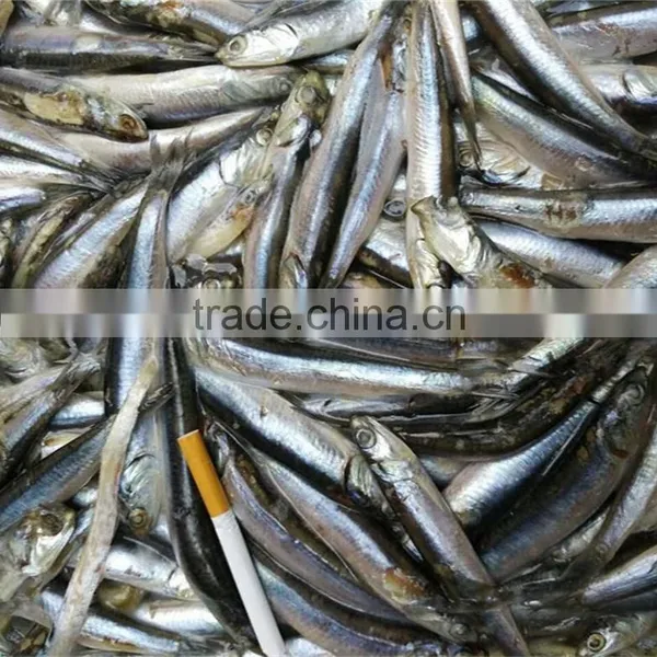 Good Quality Frozen Whole Anchovy for Sale photo-3