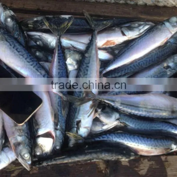 Pacific Mackerel photo-6