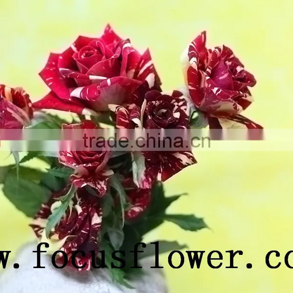 Good Quality Fresh Black Roses in Delhi Roses Flowers Spray Rose Meteor Shower for Wedding Decoration Without Middleman photo-4