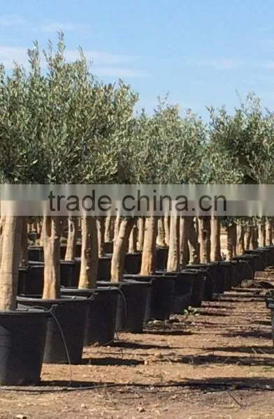 Olive Tree Young Skin Trunk - Olea Europaea "Andalucia" photo-4