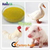 Phytase Supplyment