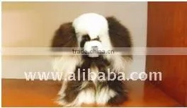 Baby Alpaca Stuffed Dog