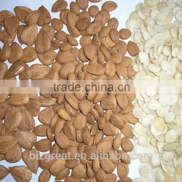 China Origin Bitter Apricot Kernels With for Sales photo-6
