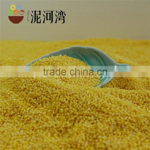 Organic Yellow Millet Bulk and Vacuum Packing Export Grade 2016 Crop photo-5
