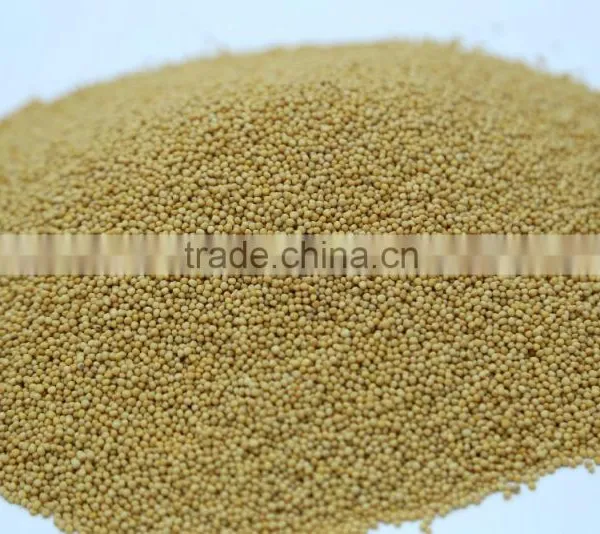 Yellow Mustard Seeds