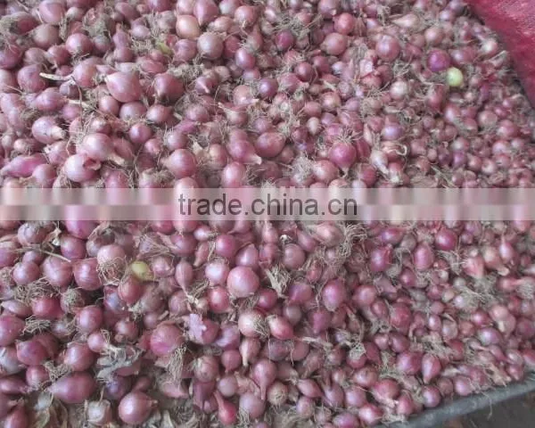 Fresh Red Onions Yellow Onions From Chinese Factory photo-4