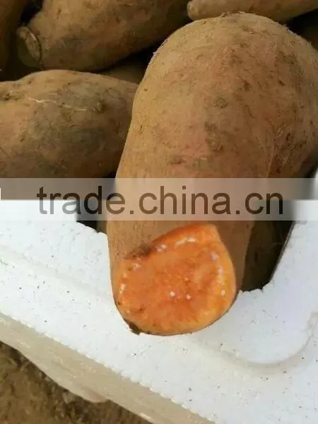 All Kinds of Sweet Potato photo-4