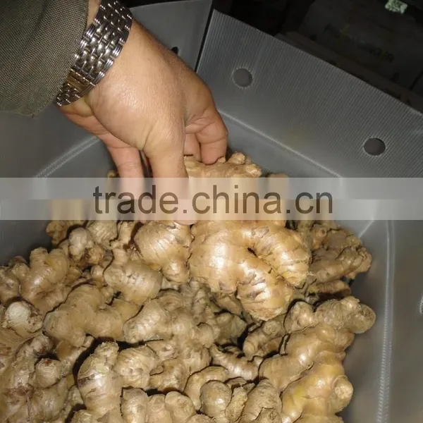 VIETNAM FRESH GINGER SIZE 150 UP photo-5